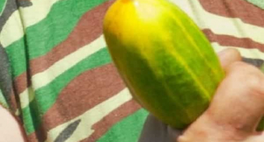 Jak správně sbírat semena okurky doma vlastníma rukama?